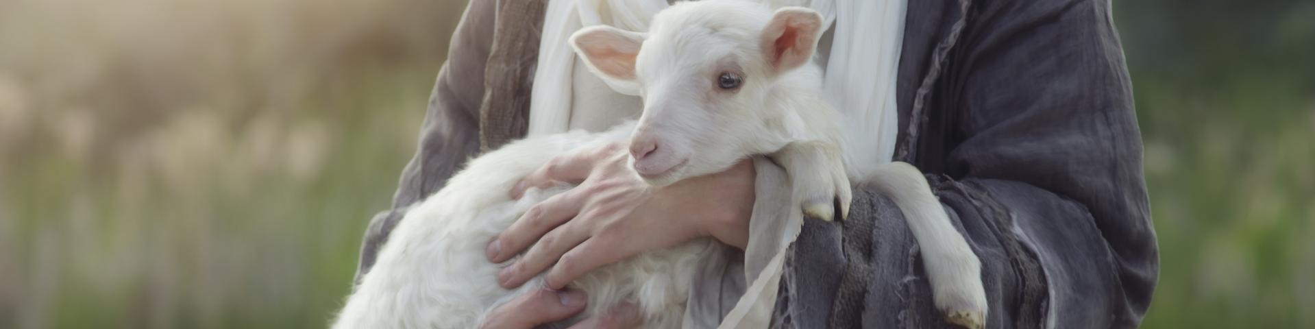 La imagen de un borrego blanco en brazos