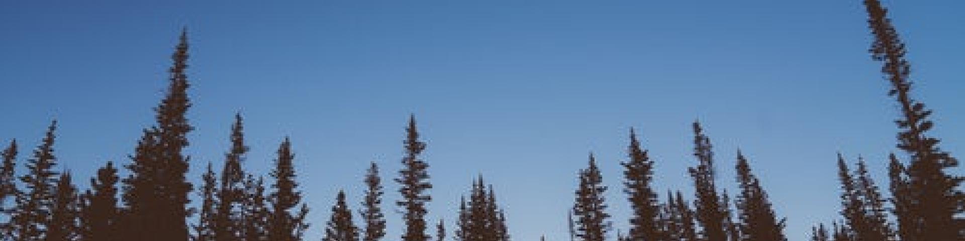 The silhouette of pine trees with blue sky in the background