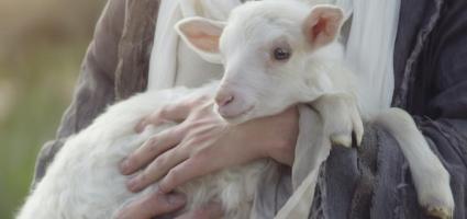 LAMB herramienta de asesoramiento